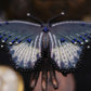 Broche papillon