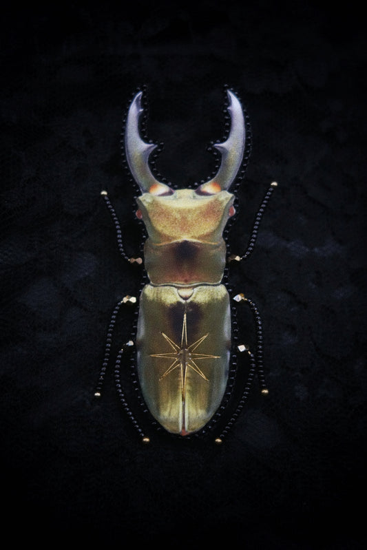 Broche scarabée