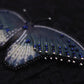 Broche papillon