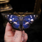 Broche papillon