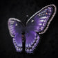 Broche papillon