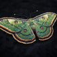 Broche papillon
