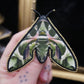 Broche papillon