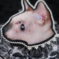 Broche chat