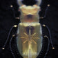 Broche scarabée