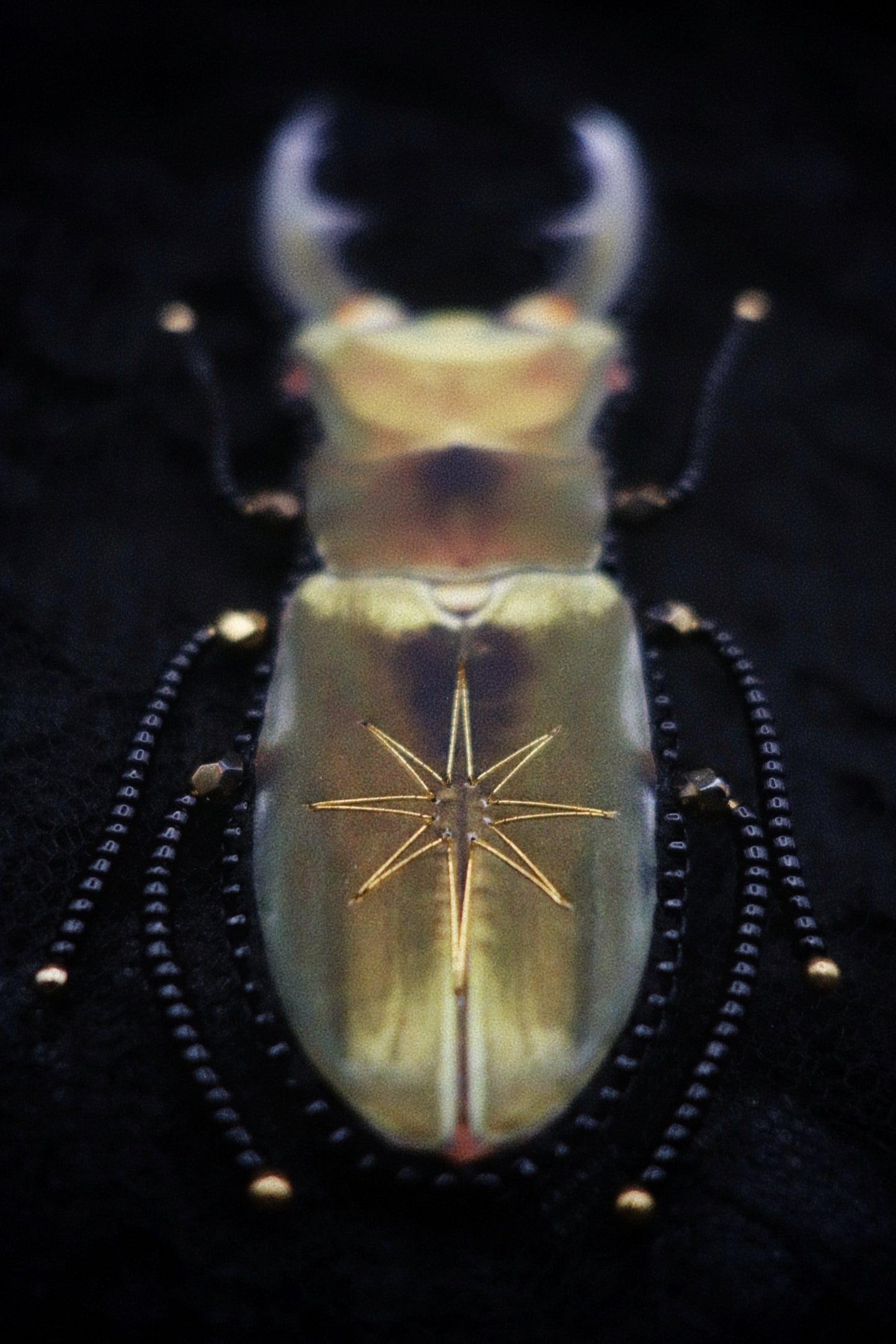 Broche scarabée