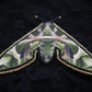 Broche papillon