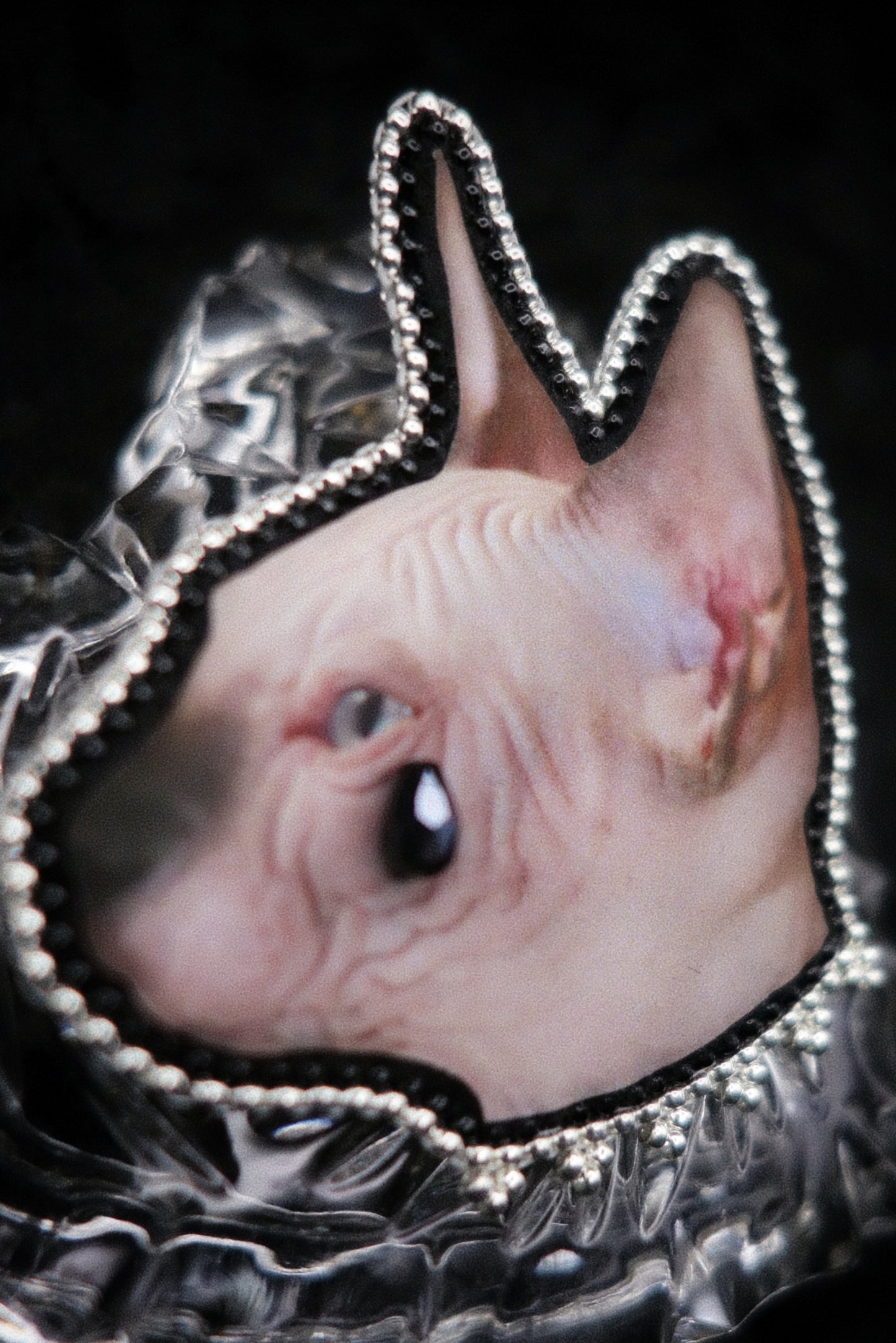 Broche chat